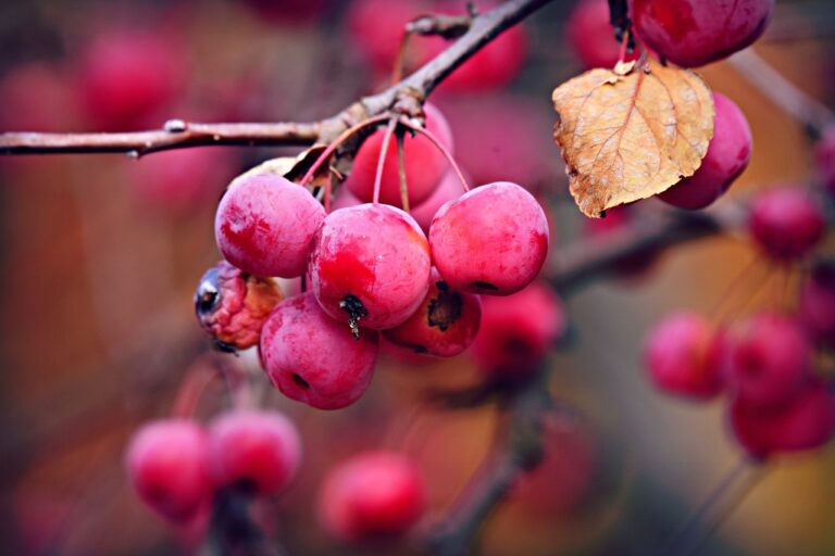 Exploring the Art of Food Foraging: Connecting with Nature Through Wild Edibles