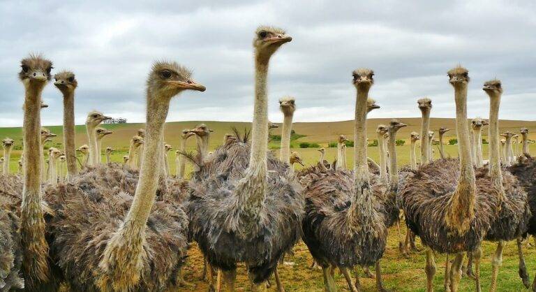 Sustainable safari experiences: balancing conservation and tourism