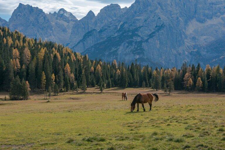 Traveling sustainably with pets: eco-friendly adventures with furry friends