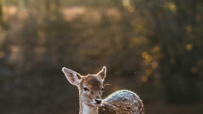 What Are The Main Benefits Of Using 11Xplay Pro Id?